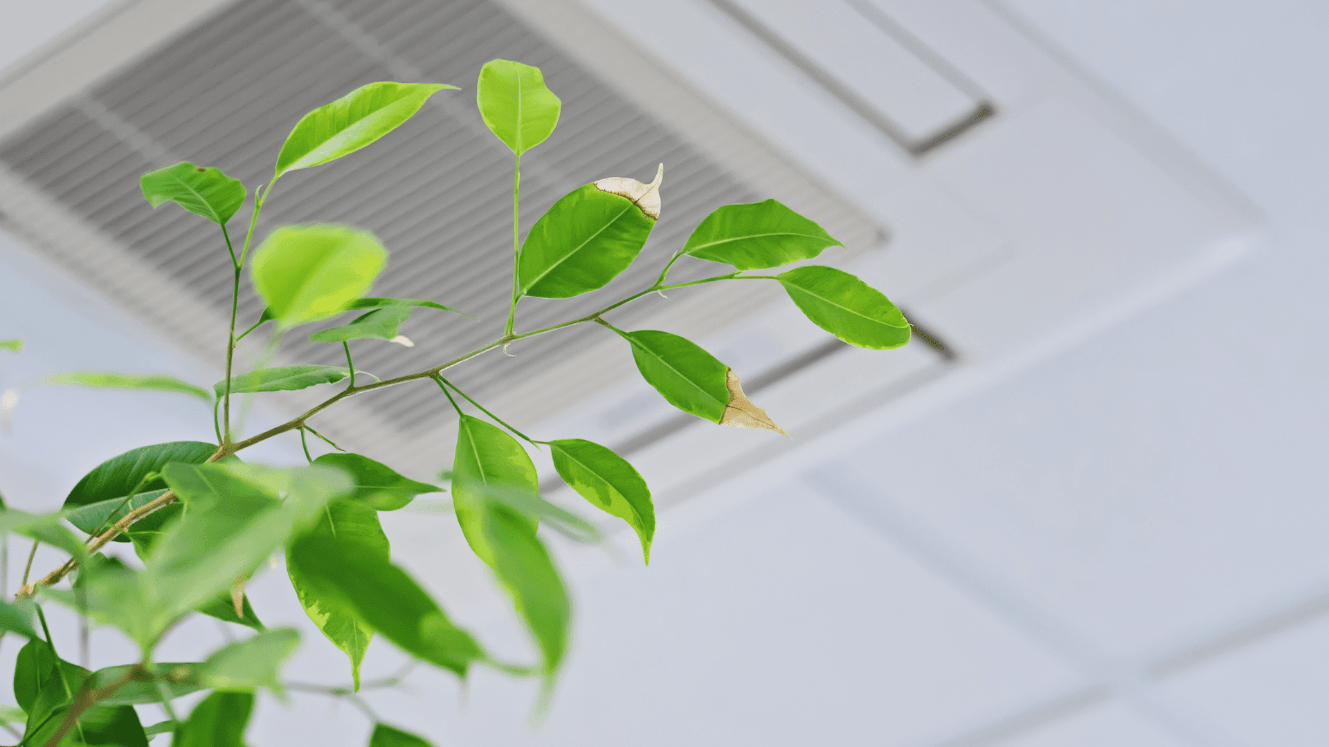 De luchtkwaliteit De luchtkwaliteit