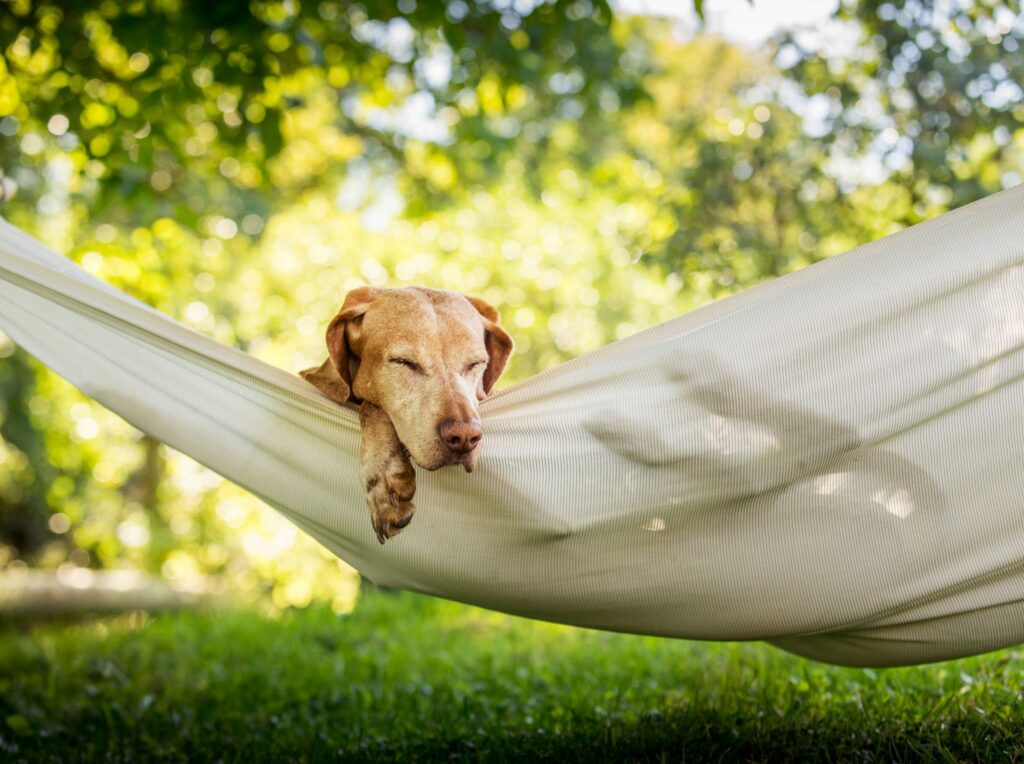 National Hammock Day 2026