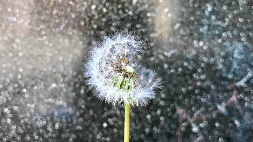 Wereld Wensdag