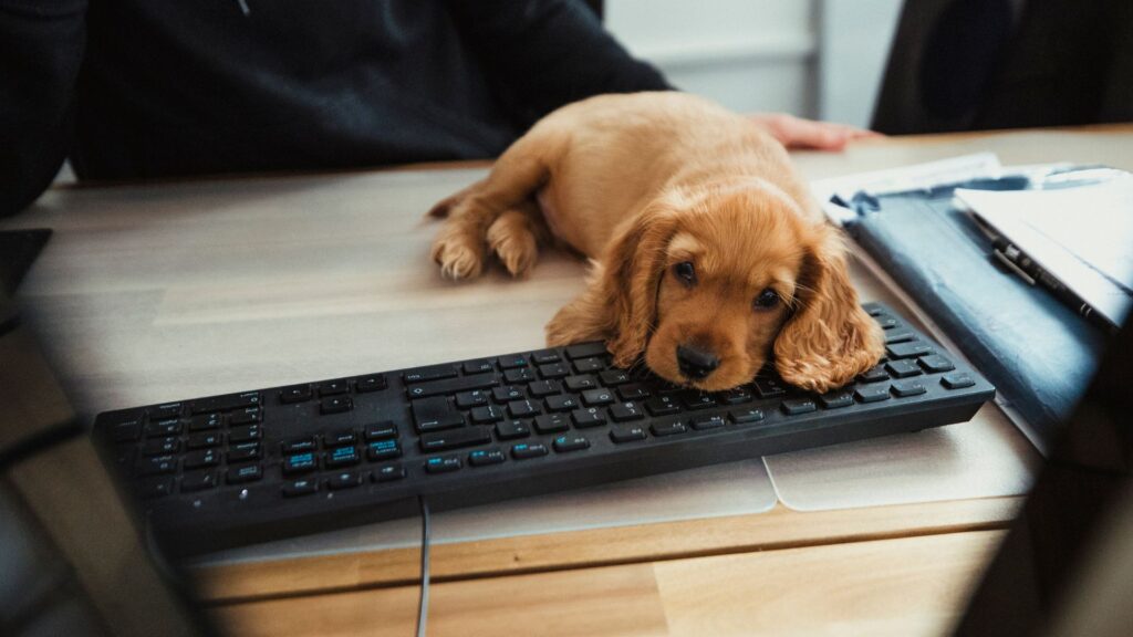Nationale Puppydag 2027